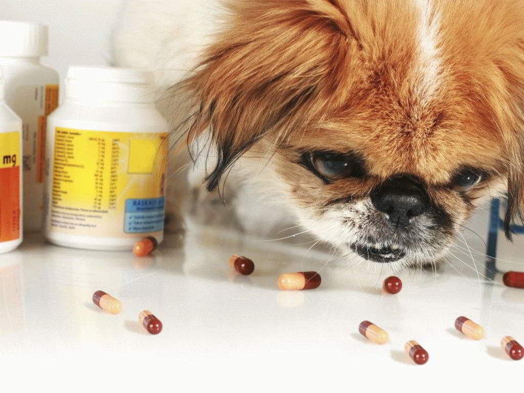 Poradie najlepších vitamínov pre psov rôznych plemien v roku 2020