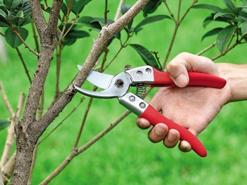 Best garden pruning shears for pruning shrubs in 2020