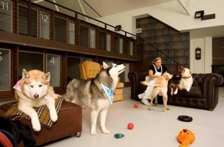 Best pet hotels in Moscow in 2020