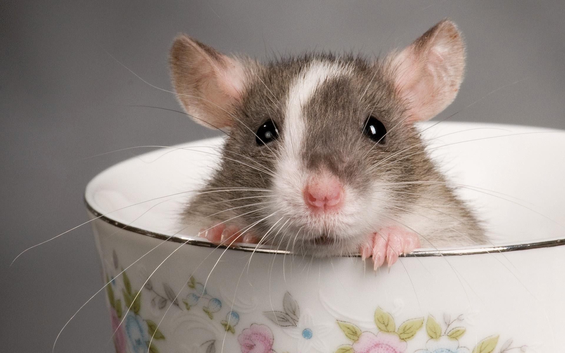 Rating of the best food for decorative rats in 2020