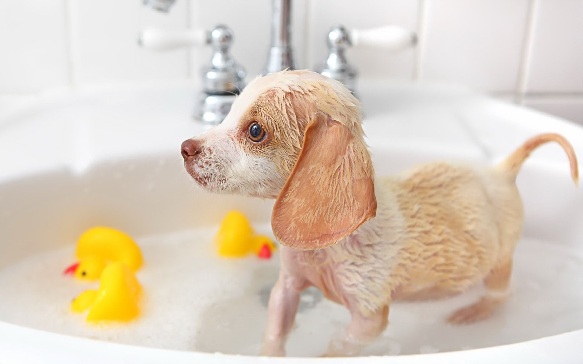 Labāko suņu šampūnu reitings 2020. gadā