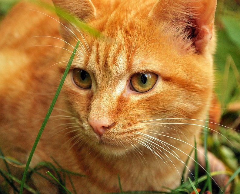 Parhaiden kissojen ja kissojen vitamiinien luokitus vuonna 2020