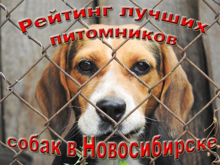 Hodnotenie najlepších chovateľských staníc pre psov v Novosibirsku pre rok 2020