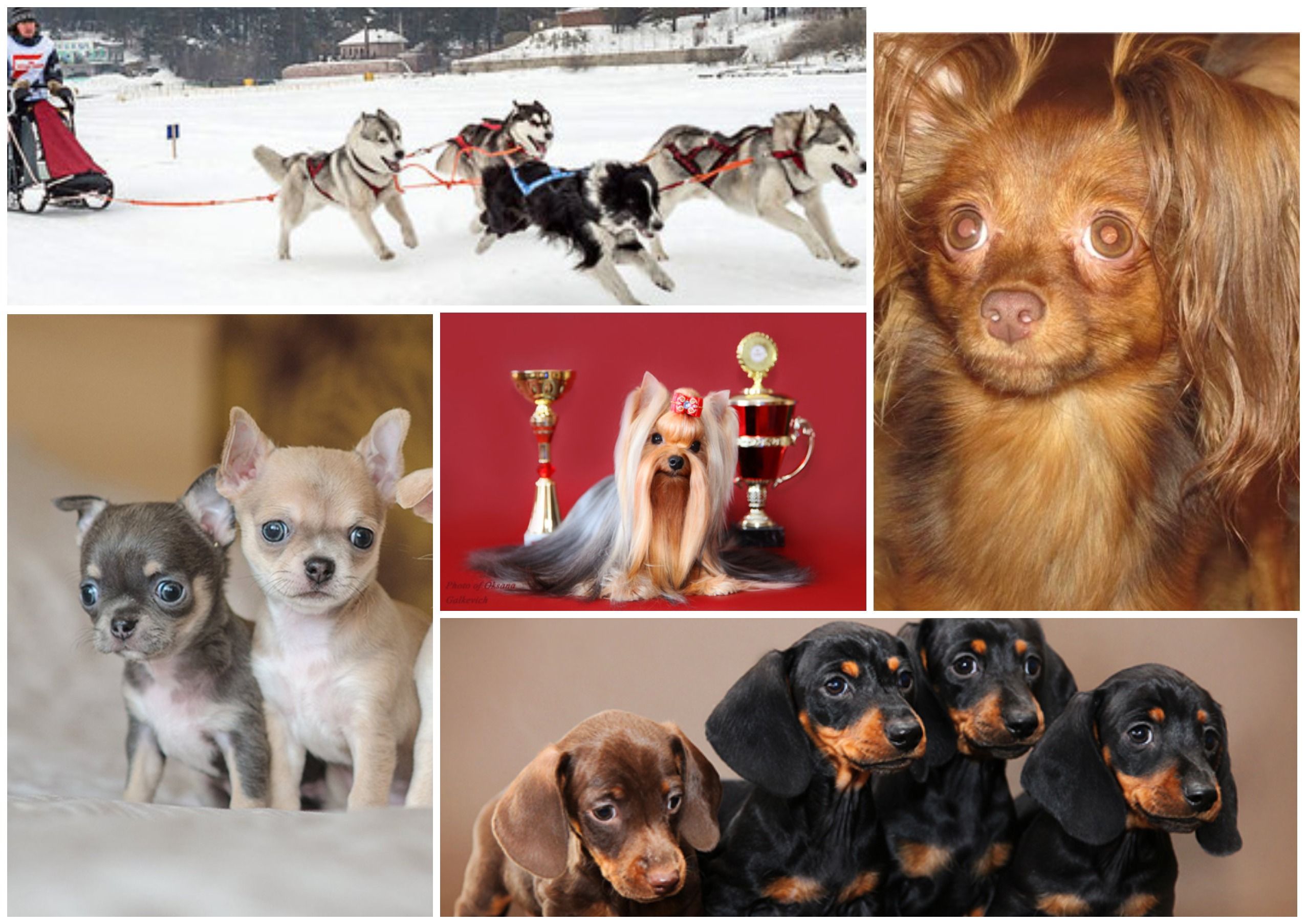 Πού ζουν οι τετράποδοι φίλοι: τα καλύτερα σκυλιά του Όμσκ το 2020