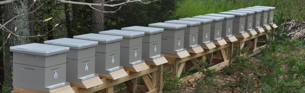 Rating of the best hives for bees for 2020