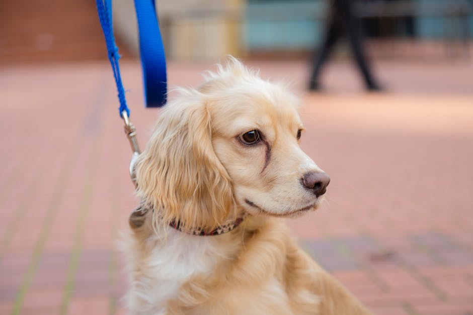 Ranking of the best dog leashes for 2020