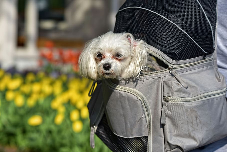 Ranking of the best dog carriers for 2020