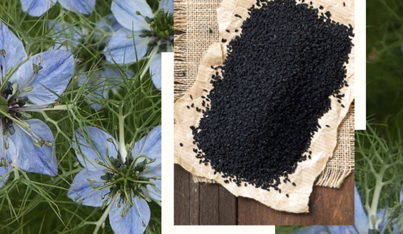 Rating of the best producers of black seed oil for 2020