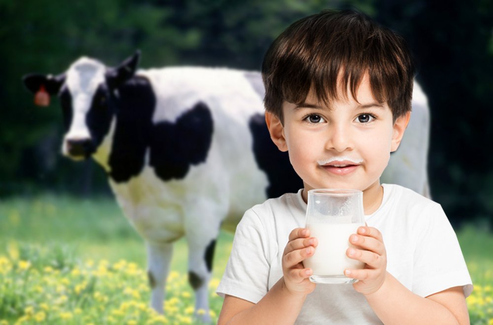 Rating of the best milk producers for 2020