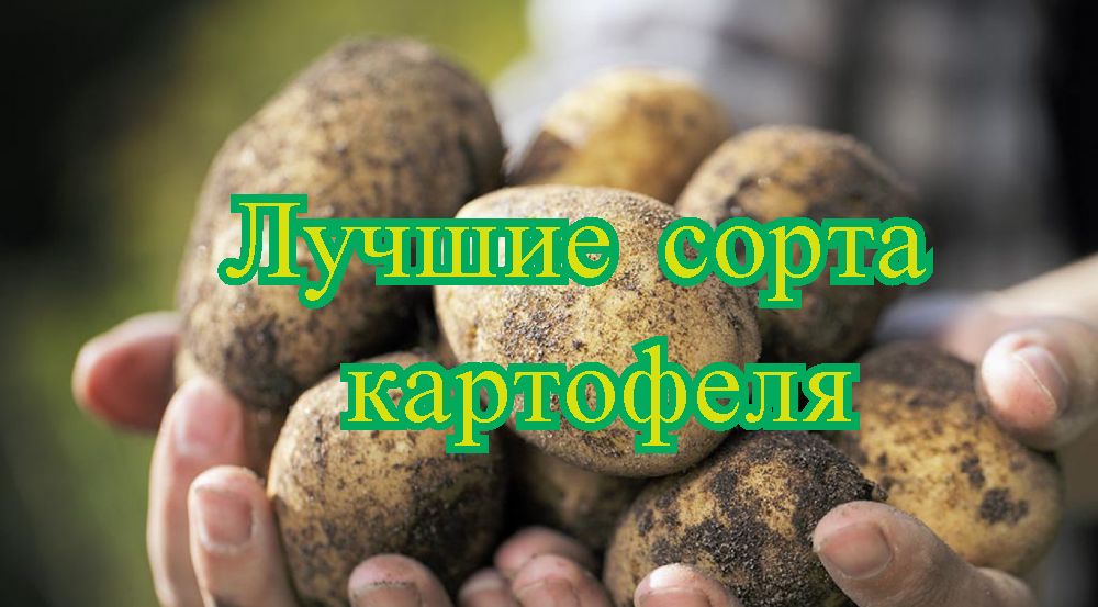 Rating of the best potato varieties for 2020