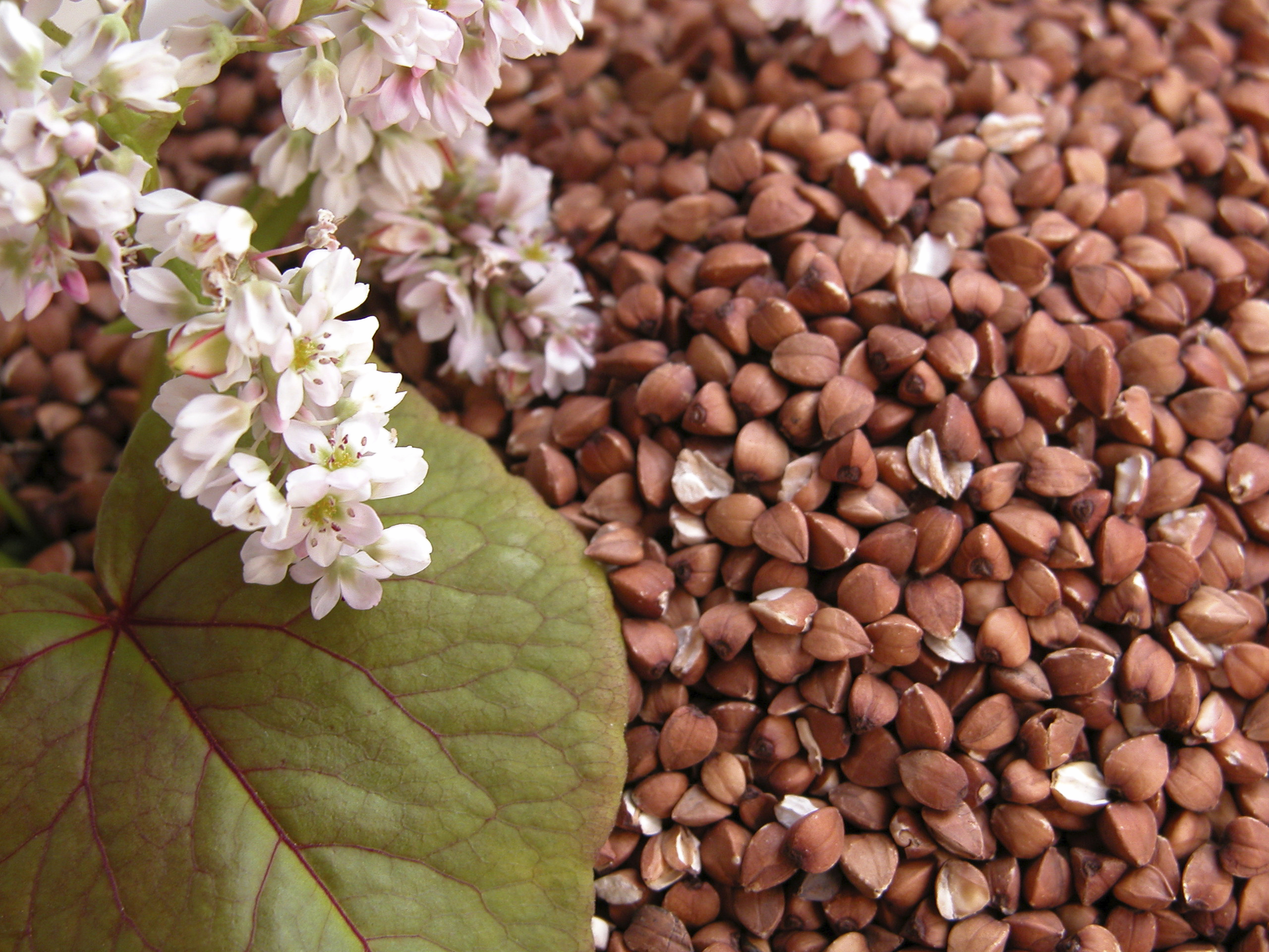 Rating of the best brands of buckwheat for 2020