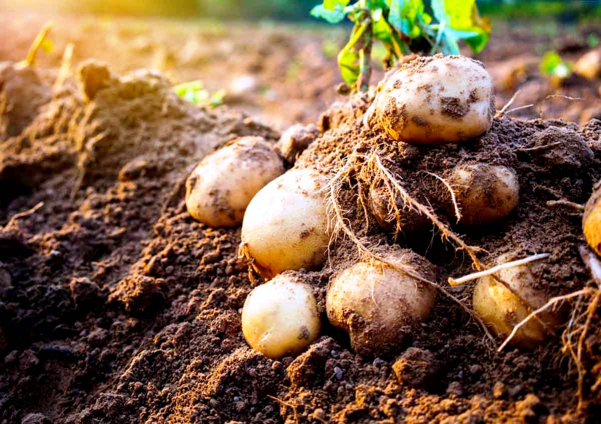 Hodnotenie najlepších sadzačov zemiakov pre motobloky do roku 2020