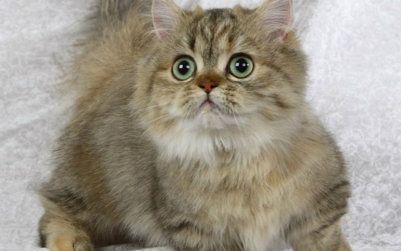 Rating of the best dwarf cat breeds for 2020
